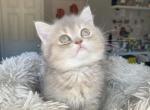 Zoe Blue golden British shorthair girl - British Shorthair Cat For Sale - Athens, GA, US