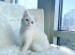 Beilis - British Shorthair Cat For Sale - Fairfax, VA, US