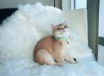 Mimi - British Shorthair Cat For Sale - Fairfax, VA, US