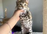 Bengal kitten Teal collar - Bengal Cat For Sale - Beach Park, IL, US