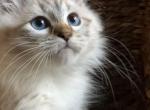 Aria - Siberian Cat For Sale - North Port, FL, US