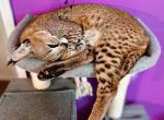 Caraval Savannah Caracat F1 1F G1 - Savannah Kitten For Sale - Crestview, FL, US