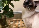Teddy - Siamese Cat For Sale - Philadelphia, PA, US