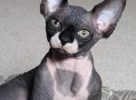 Beauty - Sphynx Cat For Sale - Philadelphia, PA, US