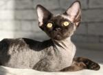 Hennessy - Devon Rex Cat For Sale - Miami, FL, US