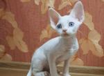 Hamarosha - Devon Rex Cat For Sale - Miami, FL, US