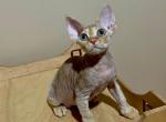 Fifi - Devon Rex Cat For Sale - Miami, FL, US