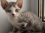 Elisey - Devon Rex Cat For Sale - Miami, FL, US