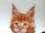 Lily - Maine Coon Cat For Sale - Sacramento, CA, US
