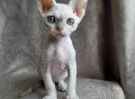 Dakota - Devon Rex Cat For Sale - Miami, FL, US