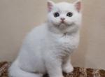 Nuts - British Shorthair Cat For Sale - Miami, FL, US