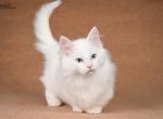 Kokos - Munchkin Cat For Sale - Hollywood, FL, US