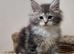 Cindy - Maine Coon Cat For Sale - Hollywood, FL, US