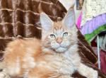 Lexus - Maine Coon Cat For Sale - Hollywood, FL, US