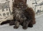 Berkan - Maine Coon Cat For Sale - Hollywood, FL, US