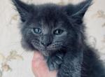 Igor - Maine Coon Cat For Sale - Hollywood, FL, US