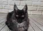 Wanessa - Maine Coon Cat For Sale - Norwalk, CT, US