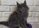 Amanda - Maine Coon Cat For Sale - Norwalk, CT, US