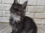 Alvin - Maine Coon Cat For Sale - Norwalk, CT, US