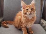 Citrus - Maine Coon Cat For Sale - Norwalk, CT, US