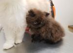 Persian Male - Persian Cat For Sale - Greenwood, SC, US