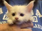 Willow & Chatham's Kittens B - Maine Coon Cat For Sale - Fall River, MA, US