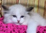 Dorn - Ragdoll Cat For Sale - Norwalk, CT, US