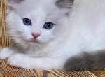 Dasting - Ragdoll Cat For Sale - Norwalk, CT, US