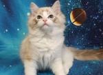 Dave - Ragdoll Cat For Sale - Norwalk, CT, US