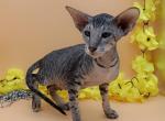 Tristan Peterbald - Oriental Cat For Sale - Norwalk, CT, US