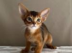 Asya - Abyssinian Cat For Sale - Norwalk, CT, US