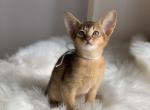 Neko - Abyssinian Cat For Sale - Pembroke Pines, FL, US