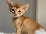 Katsumi - Abyssinian Cat For Sale - Norwalk, CT, US