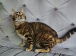 Xelius - Bengal Cat For Sale - Miami, FL, US