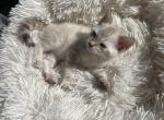 Sugar - Bengal Cat For Sale - Roseville, CA, US