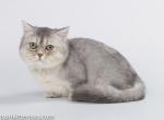 Ermo munchkin blue silver ticked short legs - Munchkin Cat For Sale - CA, US