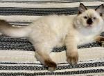 Sam - Ragdoll Cat For Sale - Ocala, FL, US