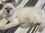 Annie - Ragdoll Cat For Sale - Ocala, FL, US