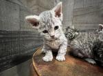 Suki - Devon Rex Cat For Sale - West Branch, MI, US