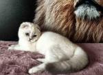 Located in LA blue eyed Sem scottish fold baby boy - Scottish Fold Cat For Sale - CA, US