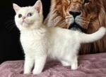 Located in LA odd eyed Chizara scottish straight - Scottish Straight Cat For Sale - CA, US