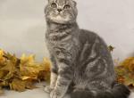 Oscar - Scottish Fold Cat For Sale - North Richland Hills, TX, US