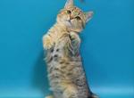 Danna minuet brown tabby girl with short legs - Munchkin Cat For Sale - CA, US