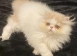 Persian kitty of lola - Persian Cat For Sale - Boca Raton, FL, US