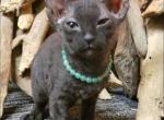 Luna Peterbald Sphynx Female - Sphynx Cat For Sale - Boston, MA, US