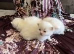 Red - Minuet Cat For Sale - West Branch, MI, US