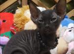 Raven Female Peterbald Sphynx - Sphynx Cat For Sale - Boston, MA, US