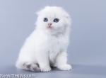 Baby boy scottish fold silver shaded color Shoppi - Scottish Fold Cat For Sale - CA, US