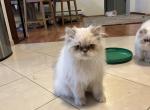 Danny - Himalayan Cat For Sale - Farmington, MI, US