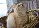 British Shorthair - British Shorthair Cat For Sale - Portland, OR, US